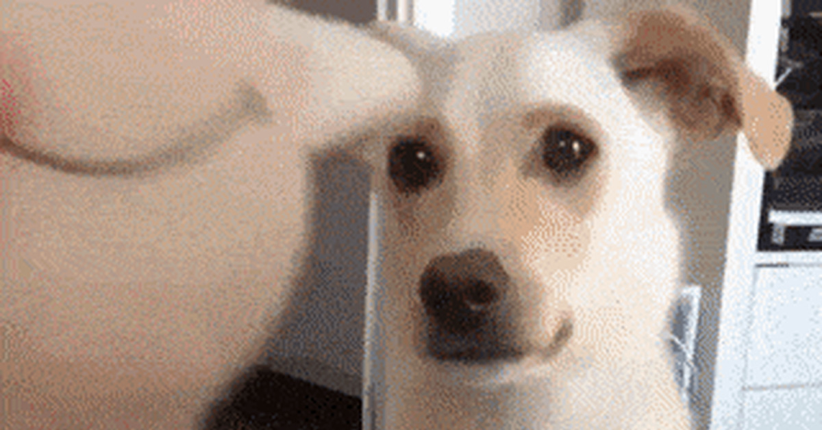 Dog GIFs - Assorted, GIF, Dog, Longpost