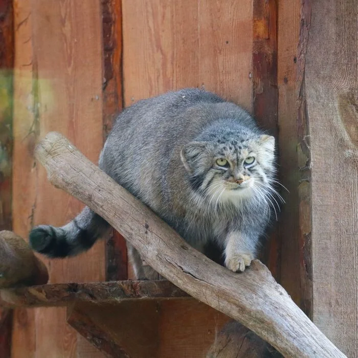 Let's take a look at Tallinn - Wild animals, Cat family, Pallas' cat, Small cats, Predatory animals, The photo, Zoo, Tallinn, Longpost