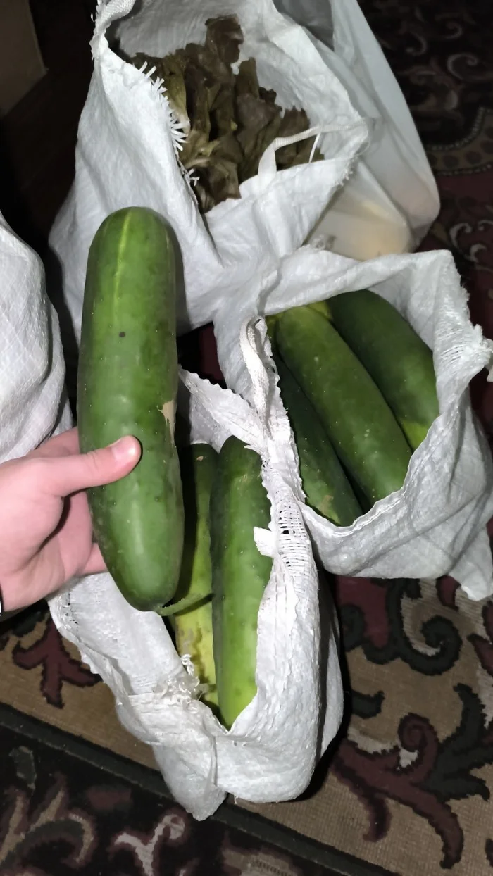 These are the cucumbers we grew in our dacha - My, Cucumbers, Dacha, Longpost, Mobile photography