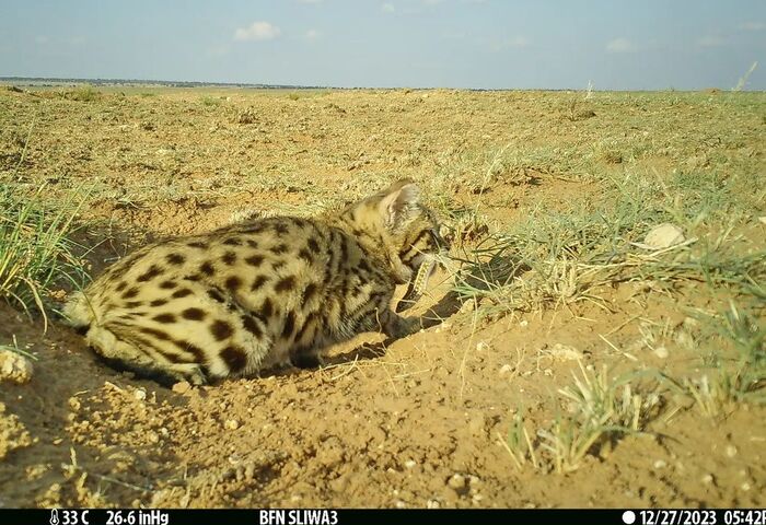 With booty - Black-footed cat, Small cats, Cat family, Predatory animals, Wild animals, wildlife, Reserves and sanctuaries, South Africa, The photo, Phototrap, Mining