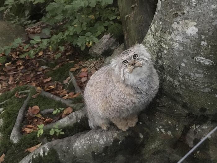 Let's remember Thomas - Wild animals, Predatory animals, Cat family, Pallas' cat, Small cats, The photo, Zoo, Sweden, Sadness, Reddit, Video, Vertical video