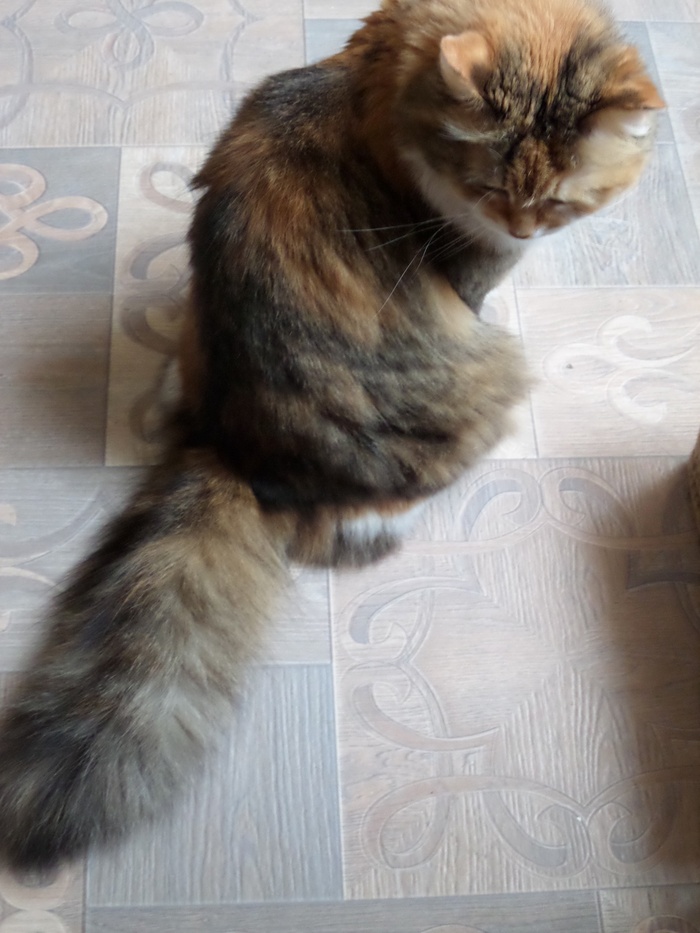 Безродное. Хвостатое...