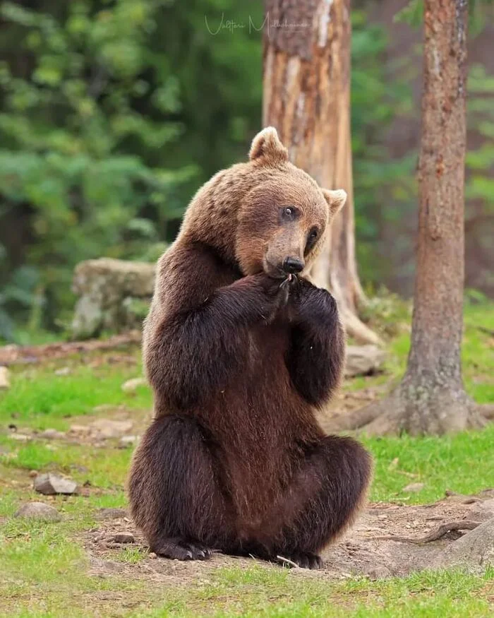 When the photographer came to the photo shoot with a tasty treat - The Bears, Brown bears, Predatory animals, Wild animals, wildlife, Finland, The photo