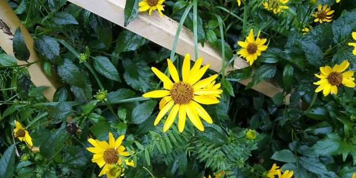 Summer flowers - My, Images, Summer, Flowers, Front garden