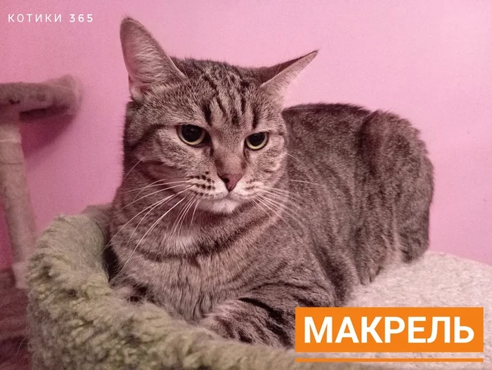 Mackerel 08/21/2024 - Shelter, Homeless animals, Cat lovers, Pet the cat, cat, Longpost