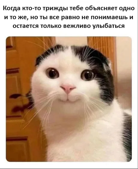 When will you leave me alone? - Humor, Picture with text, Memes, cat, Вежливость, Stupidity