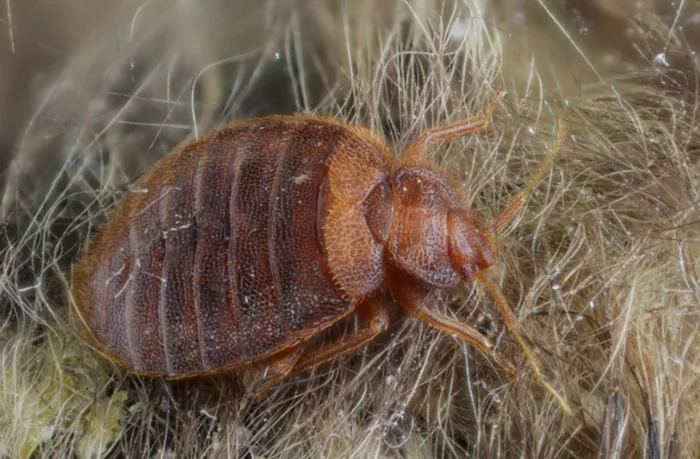 A Canadian scientist forced bedbugs to bite herself in front of her husband. As a result, the couple became rich - Animals, Telegram (link), Biology, The science, Longpost, Bedbugs