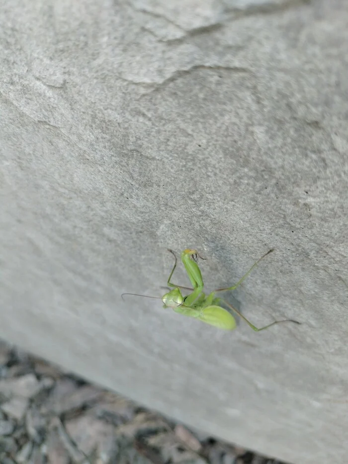 Just a praying mantis from Vladivostok - My, Milota, Insects, Mantis, Vladivostok, Summer, Longpost