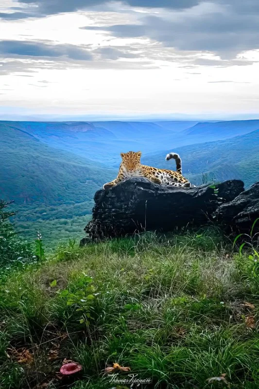 На троне - Дальневосточный леопард, Красота, Фотография, Дикие животные, Хищные животные, Дикая природа, Семейство кошачьих, Леопард, Большие кошки, Telegram (ссылка)