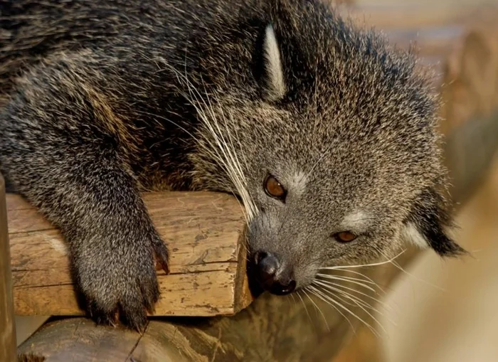 Who are binturongs and why are they called cat bears? - Animals, Habitat, wildlife, Habits, Mammals, Forest, Predatory animals, Vegetation, Pets, Nocturnal lifestyle, The Bears, cat, Protection of Nature, Zoo, Longpost, Wild animals, Binturong, Wyvernaceae