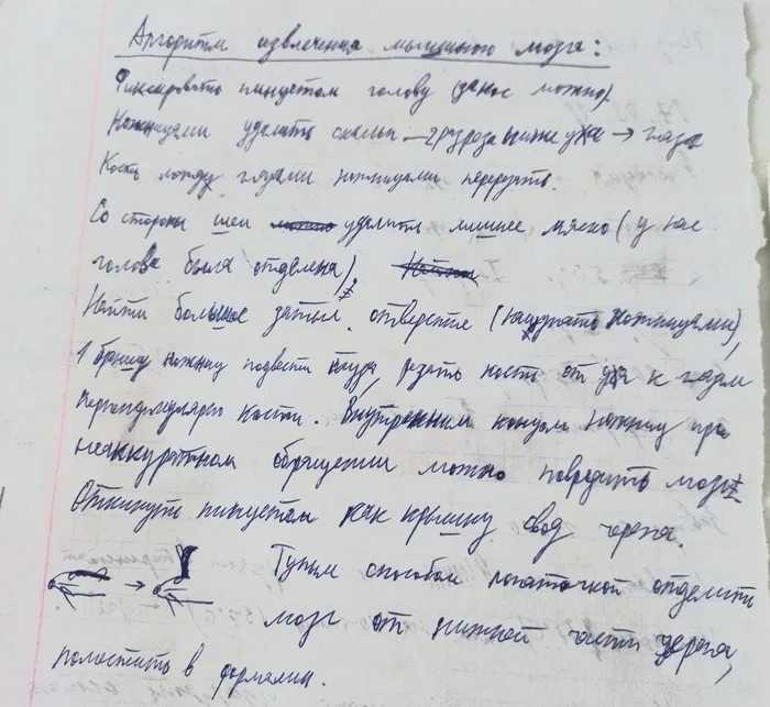 Как вы без этой информации-то жили - Медицина, Алгоритм, Биология, Мышь, Мозг