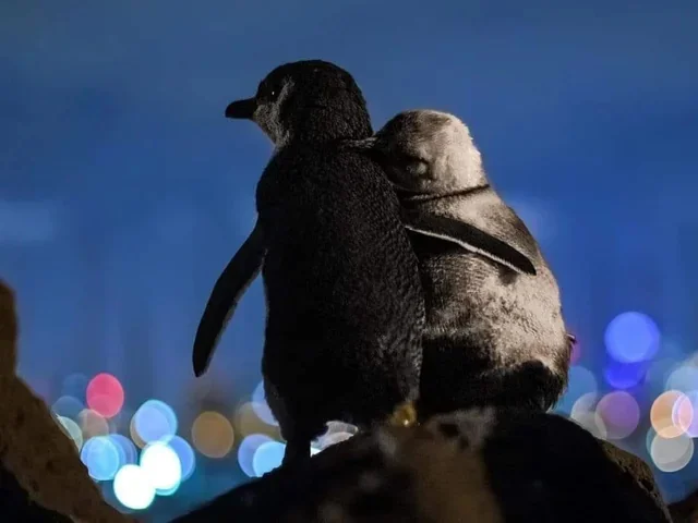 Touching story - The photo, Penguins, Australia, Melbourne, Wild animals, Milota