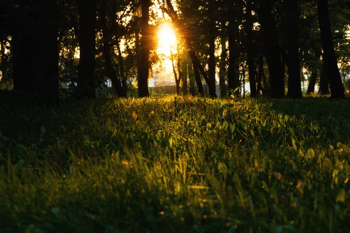 Sunset in the park - My, Ulyanovsk, The photo, Nature, Sunset, The sun, Grass