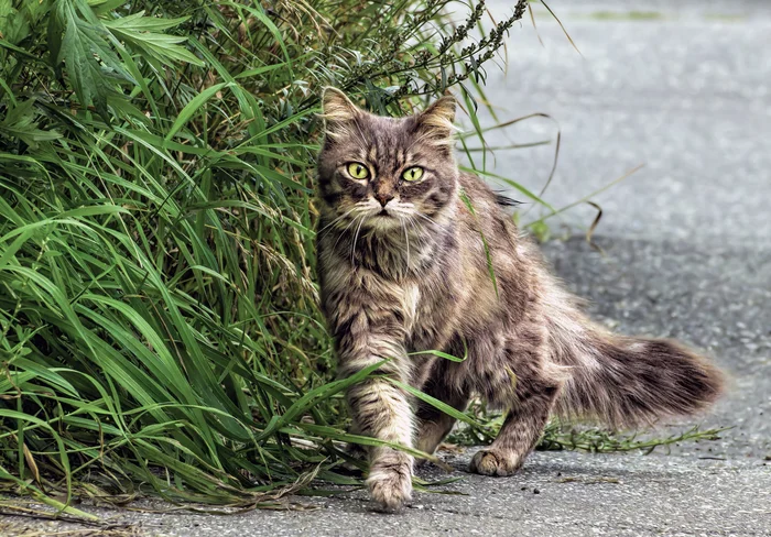 Кошка - Моё, Фотография, Canon, Уличная фотография, Прогулка по городу, Кот, Лето, Начинающий фотограф