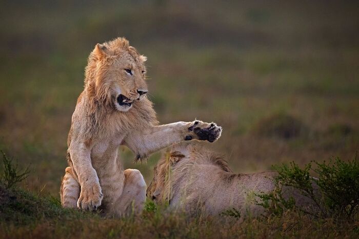 Братья играют