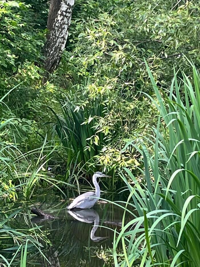 Sudden... - My, Photo on sneaker, Mobile photography, Summer, Moscow, Heron, The park, Walk, Birds, Pond