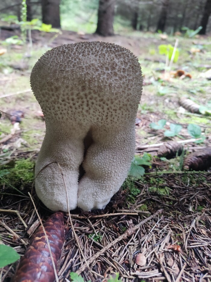 ����� �����