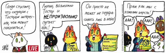 Котейкины Новости от 23.08.2024