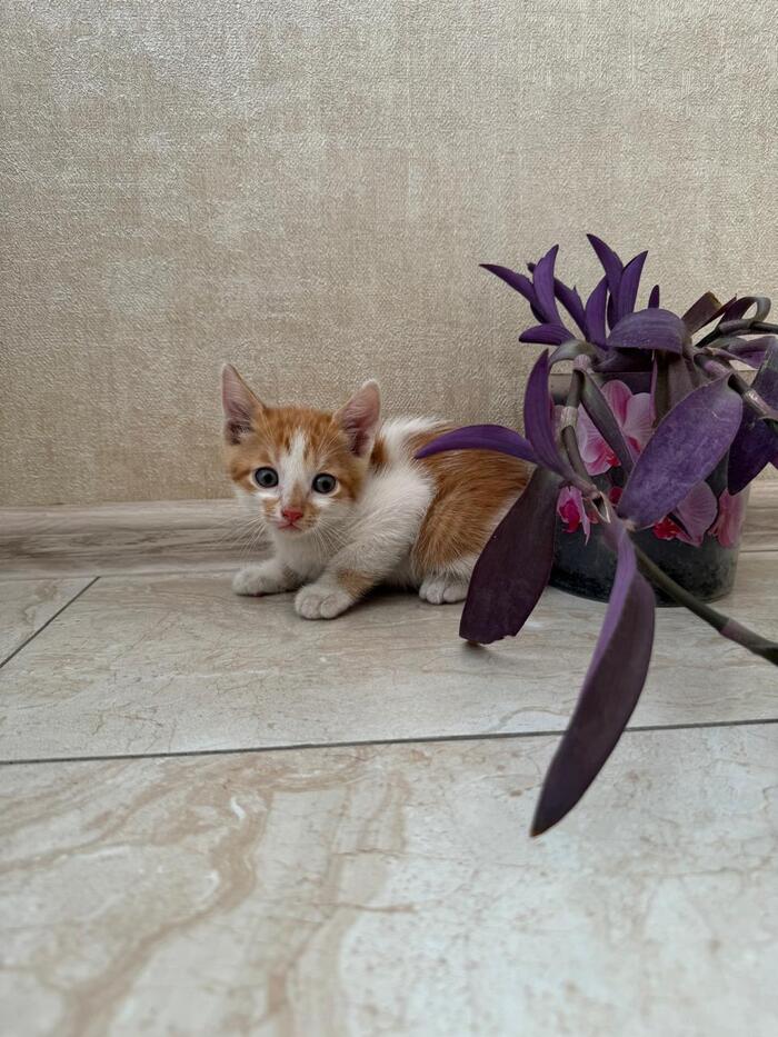 Kittens are looking for a homeKrasnodar - No rating, Homeless animals, Kittens, Krasnodar, Longpost, cat