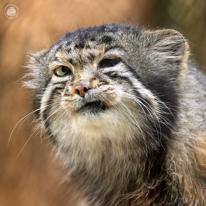 Karaganda is ours - My, Pallas' cat, Novosibirsk Zoo, cat, Wild animals, Small cats, Zoo, Predatory animals, Cat family