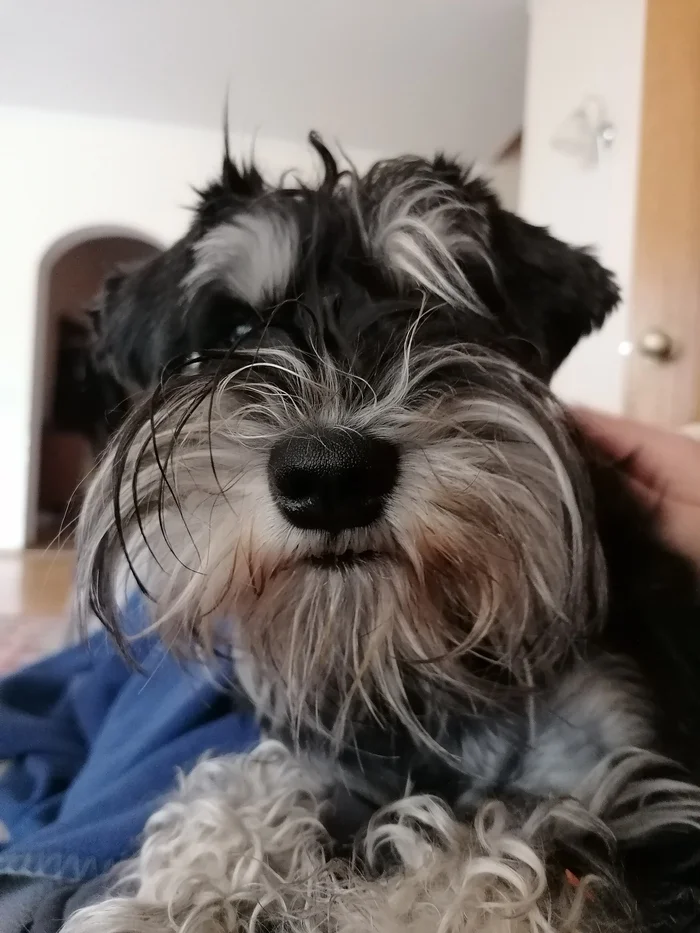 Tsobaka Nakusaka - My, Friday tag is mine, Dog, Schnauzers, Miniature schnauzer, Milota, Pets