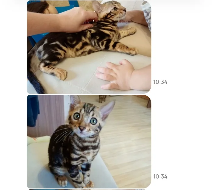 How can a kitten get to a new home? Help! Perm-St. Petersburg! - My, Transportation, Animals, cat, Help, Bengal cat, Question, Ask Peekaboo, Overexposure