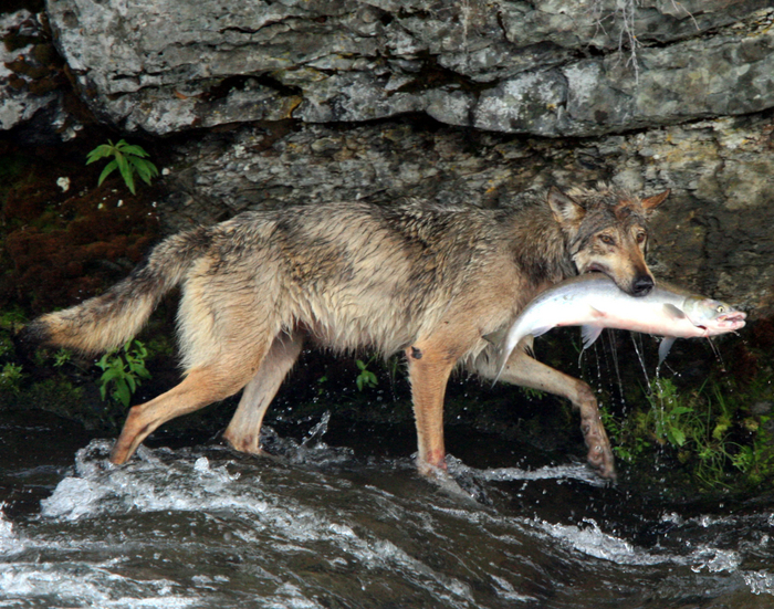 А в некоторых популяциях у крупных водоёмов большая часть рациона волков состоит из рыбы.