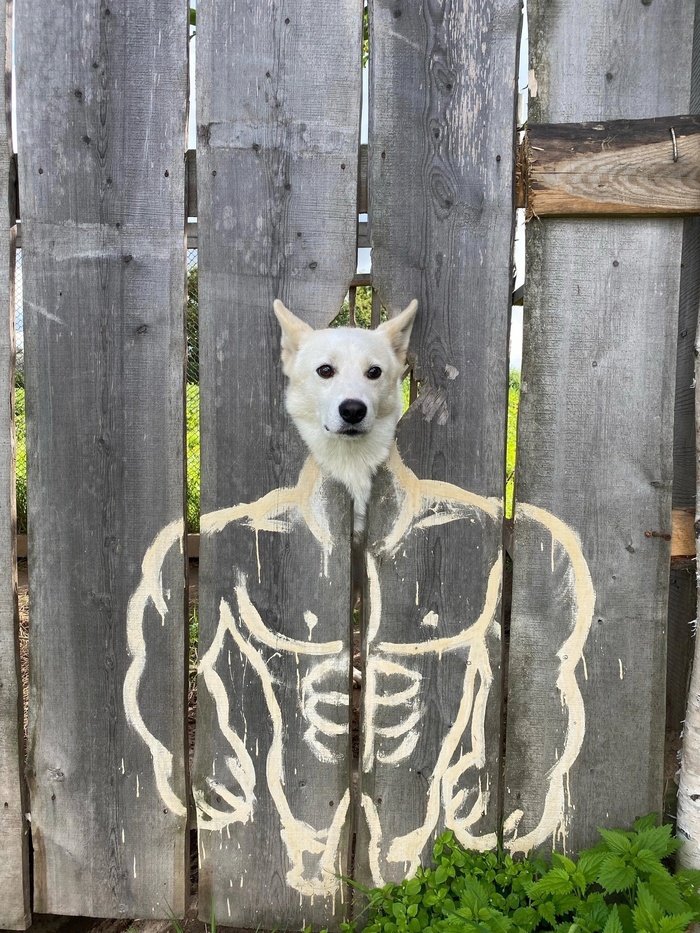  Doge, , , ,   ,  ()