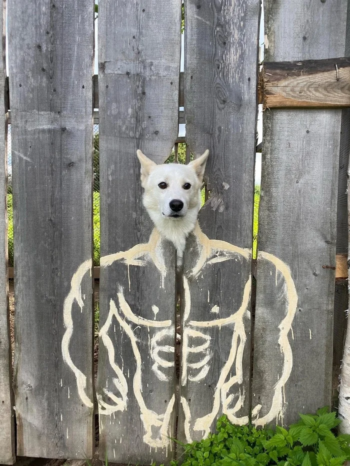 Doge - Doge, Dog, Humor, Fence, The inscription on the fence, VKontakte (link)