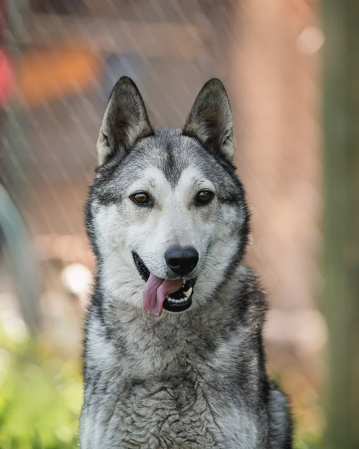 Max is looking for a home! - In good hands, Helping animals, No rating, Homeless animals, Kindness, Shelter, Fluffy, Longpost, Dog, West Siberian Laika, Laika