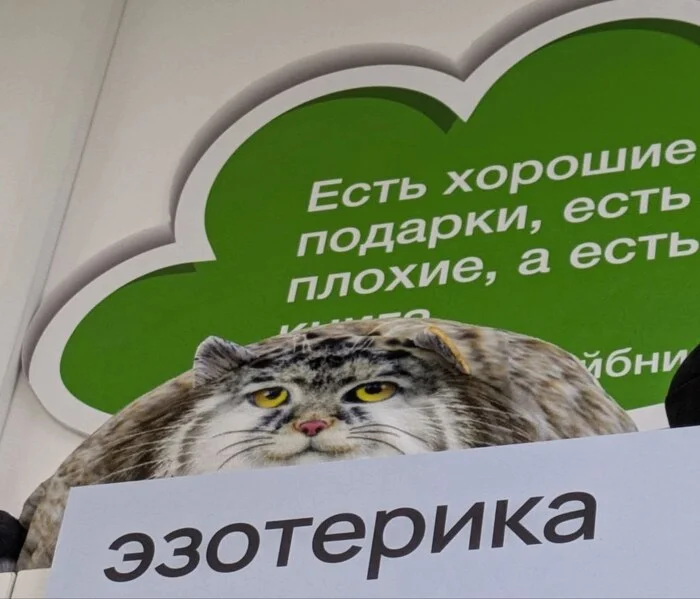 Fluffy esoterics - cat, Pallas' cat, Pet the cat, Esoterics, Book store, Heading, Successful angle