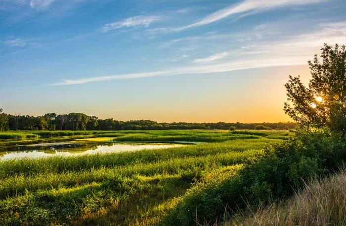 Overgrown lake... - My, The photo, Nikon, Nature, Landscape, Lake, Reeds