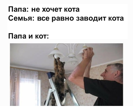 Dad and cat - Memes, Humor, Picture with text, Images, cat