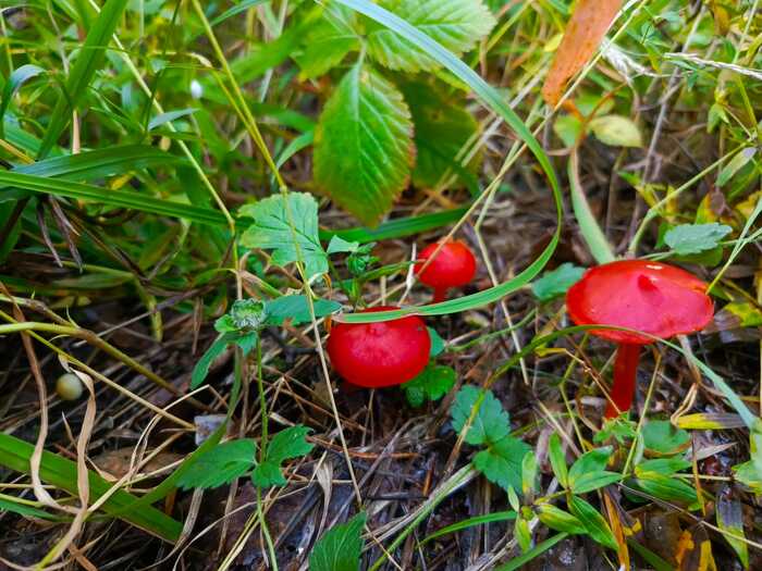 What kind of mushrooms? - Mushrooms, Ural, Forest