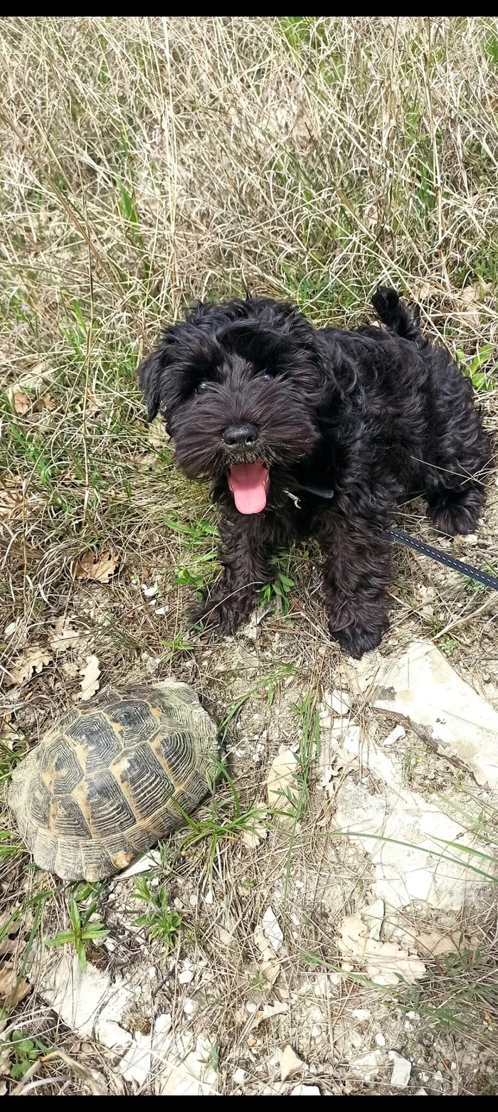 It was and became a schnauzer - My, Miniature schnauzer, Dog, Longpost