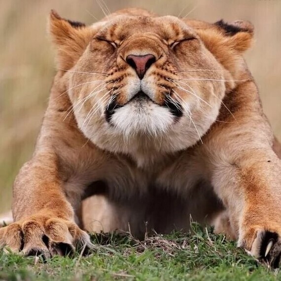 Сладкие потягушки