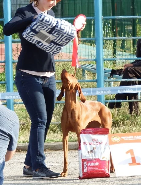 First place. Vizsla, that's what this breed is called - My, Dog, Friend