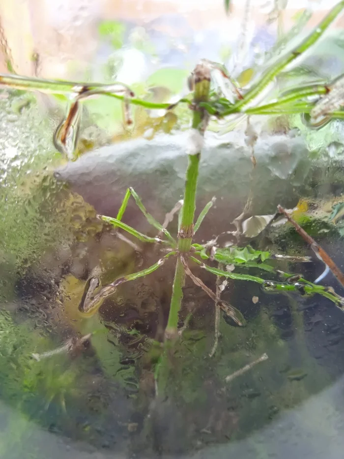 Battle of plants in a bottle: 14 months and 1 month for the new florarium - My, Biology, Competitions, Closed ecosystem, Plants, Florarium, Experiment, Longpost, Series Battle of Plants in a Bottle