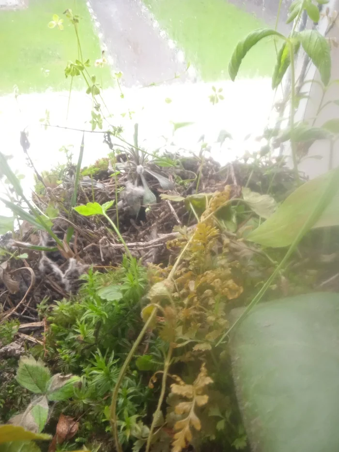 Battle of plants in a bottle: 14 months and 1 month for the new florarium - My, Biology, Competitions, Closed ecosystem, Plants, Florarium, Experiment, Longpost, Series Battle of Plants in a Bottle