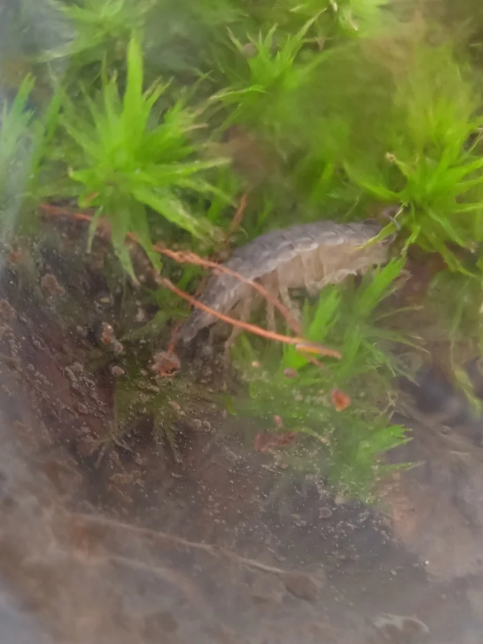 Battle of plants in a bottle: 14 months and 1 month for the new florarium - My, Biology, Competitions, Closed ecosystem, Plants, Florarium, Experiment, Longpost, Series Battle of Plants in a Bottle