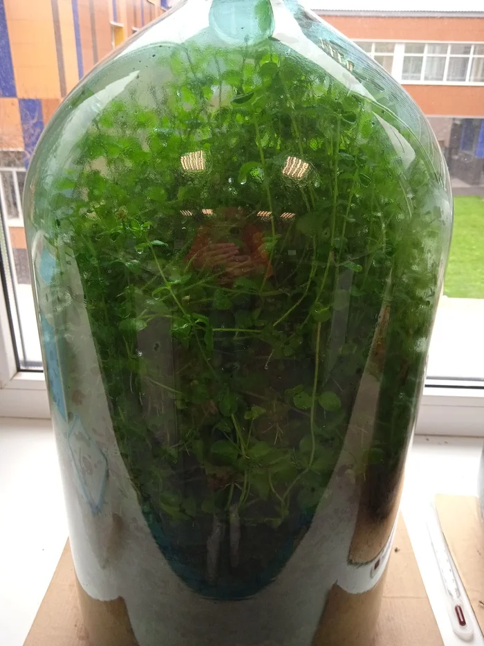 Battle of plants in a bottle: 14 months and 1 month for the new florarium - My, Biology, Competitions, Closed ecosystem, Plants, Florarium, Experiment, Longpost, Series Battle of Plants in a Bottle