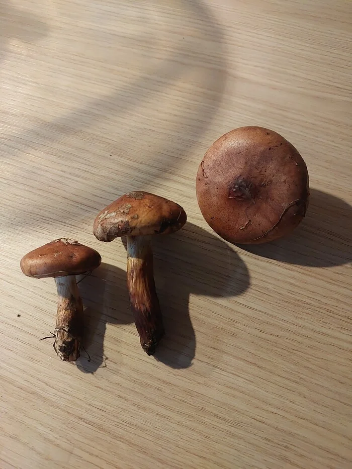 What kind of mushrooms? - Mushrooms, What's this?, Longpost