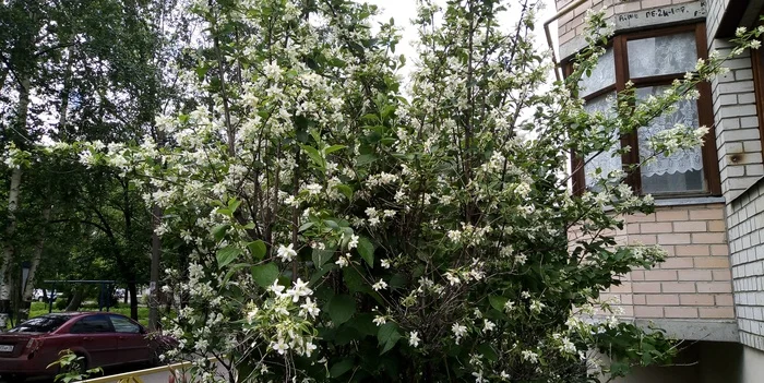 Blooming jasmine - My, Images, Summer, Jasmine, Flowers, beauty