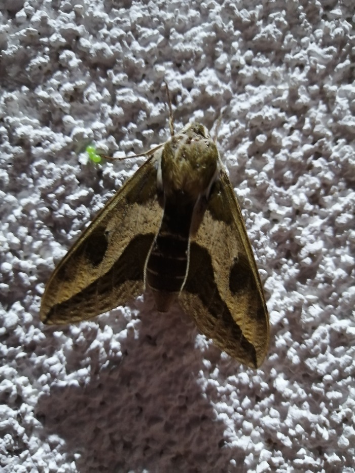 Волгоградская область, ночь, улица, фонарь, и всё такое) Сидит под фонарем и мечет на оштукатуренную беленькую стену моего дома свои зелёные ыычки.