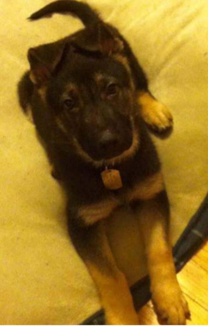 И вот мой первый овчар и первая собака, моя любовь. Нет его уже...