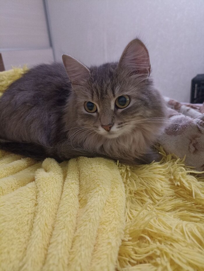 Еще один немаловажный член нашего семейства