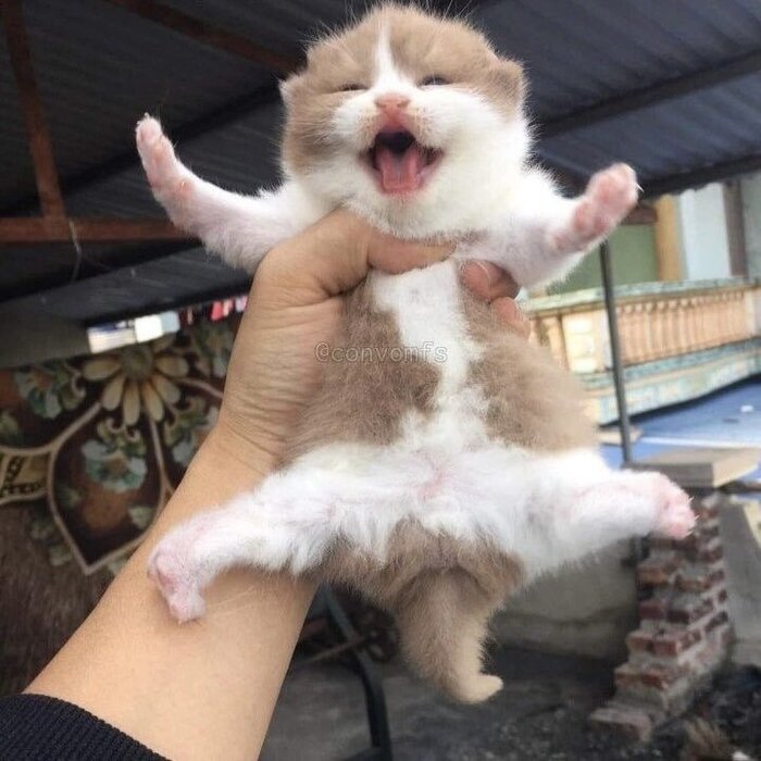 -  , , 