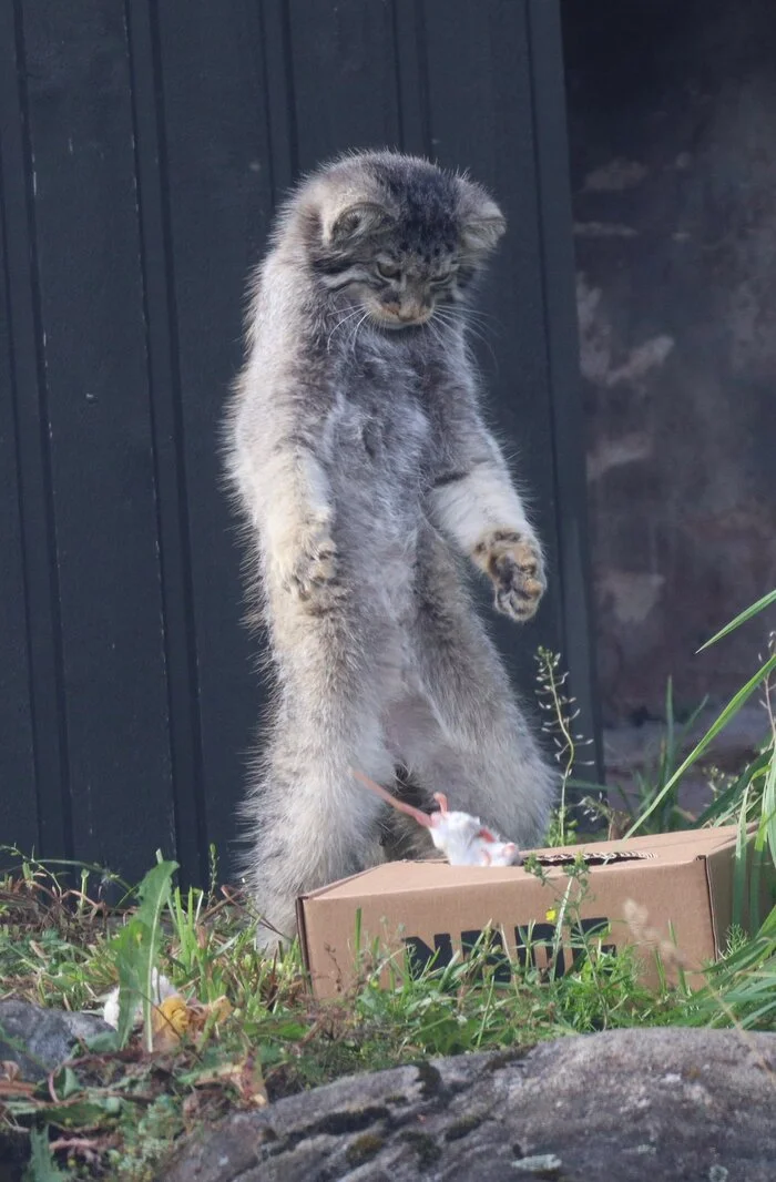 So what, is this all dinner? - Wild animals, Zoo, Predatory animals, Cat family, Pallas' cat, Small cats, Mouse