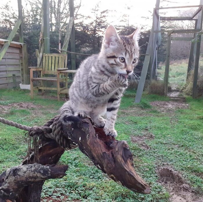 Шотландская лесная кошка