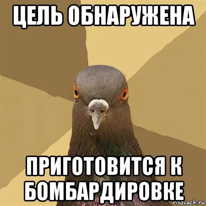 Dratuti - Pigeon Gennady, Memes